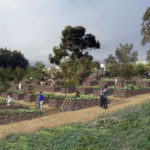 Market garden to boost Flinders’ green credentials