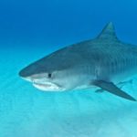 Jaws hold clue to tiger shark ecology