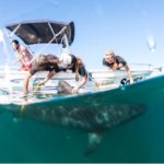 Global census of shark, ray habits