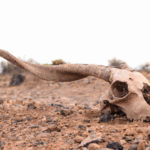 Podcast examines rapid animal extinctions