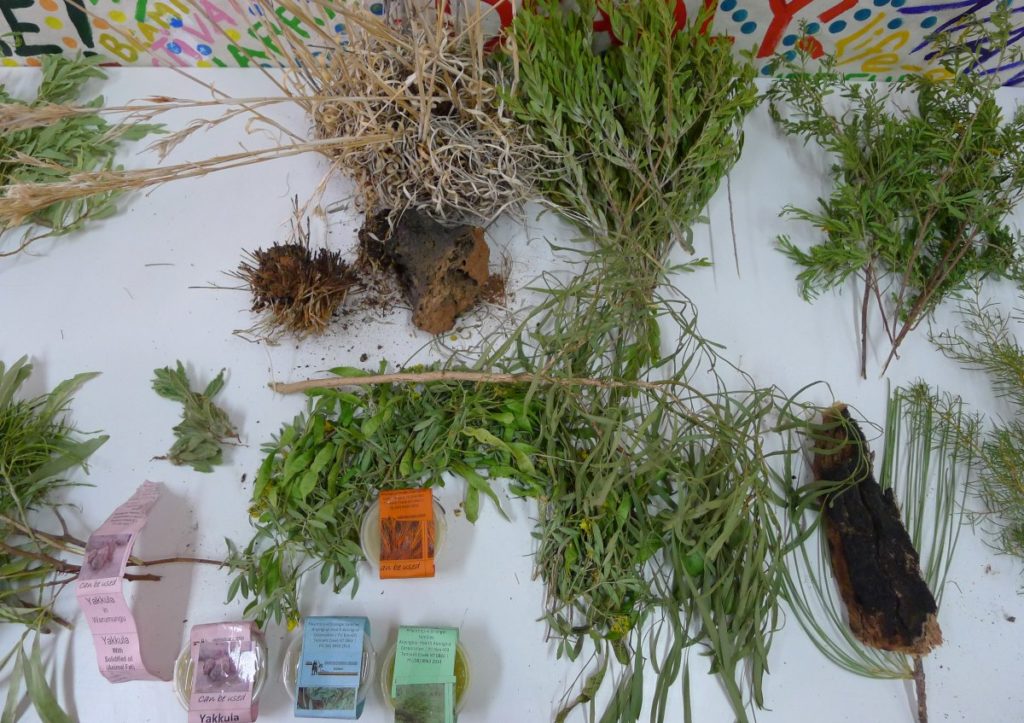 Gaining an education in bush medicine - Flinders NT News
