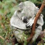 koala_sleeping