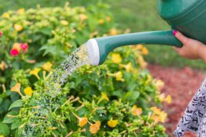 As you water your garden, are you washing away the fertiliser you so carefully applied last week?
