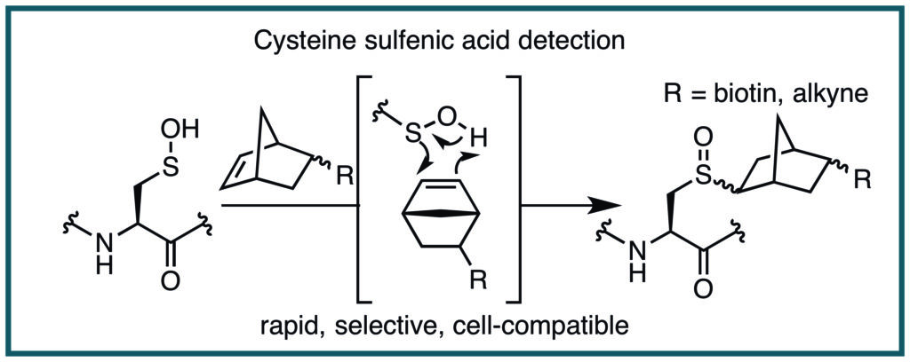 Reaction pathway to detect cysteine sulfenic acid, a biomarker for oxidative stress--a problem associated with heart disease, diabetes, Alzheimer’s disease and other maladies