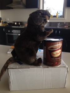 A stuffed beaver and Tim Horton's from my friends back home in Canada! 