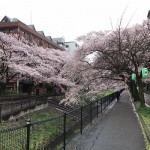Japanese Cherry Blossoms at Tama, Tokyo