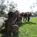A race with kangaroos at Cleland Wildlife Park