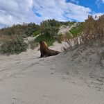 Sea lion on Kangaroo Island 