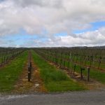 Vineyard in the Barossa Valley 